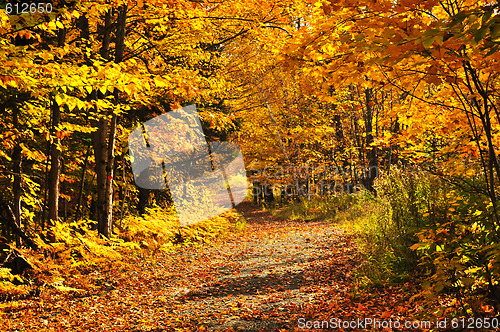 Image of Fall forest