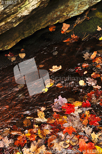 Image of Autumn leaves in lake