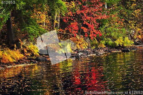 Image of Fall forest and lake shore