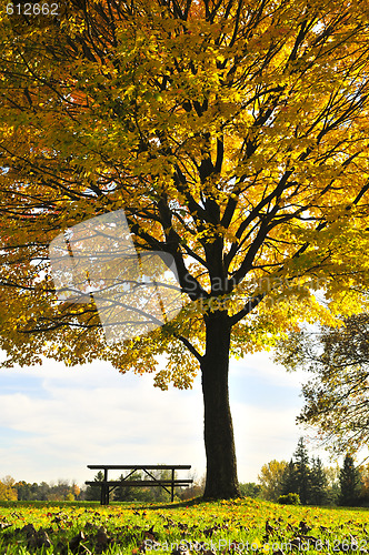 Image of Autumn trees