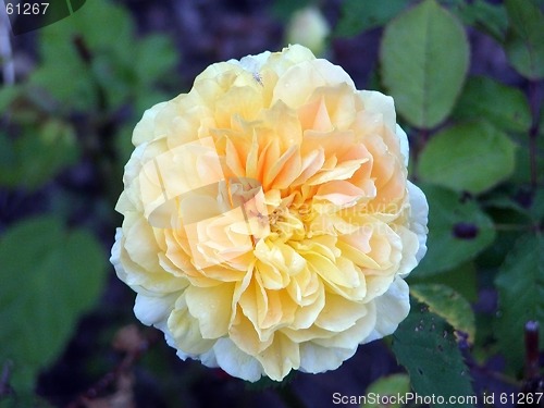 Image of Yellow Flower