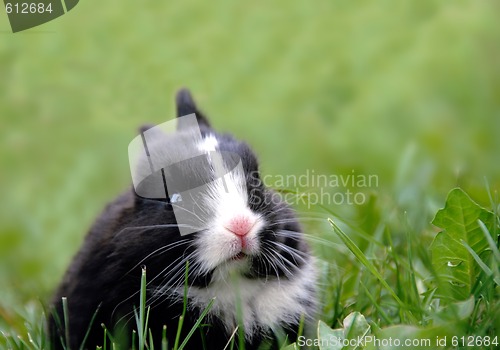 Image of Black rabbit in grass