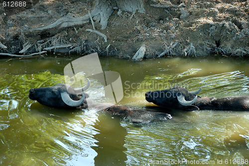 Image of buffalos in water
