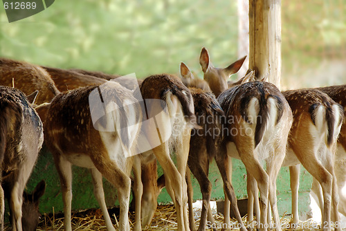 Image of Fallow deer