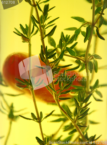 Image of Suspended Chillies And Thyme