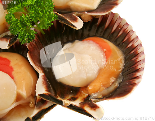 Image of Fresh Sea Scallop 