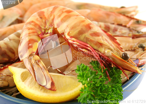 Image of Green Tiger Prawn