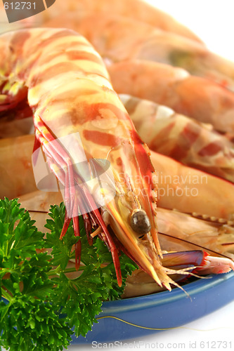 Image of Fresh Green Shrimps