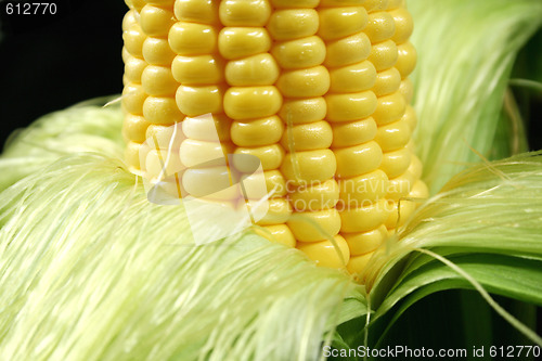 Image of Kernels On An Ear Of Corn