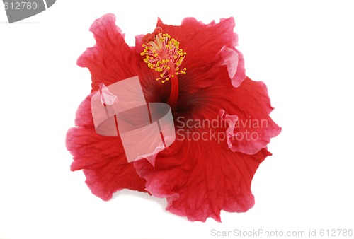 Image of Hibiscus 1