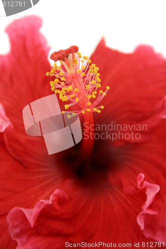 Image of Hibiscus 2