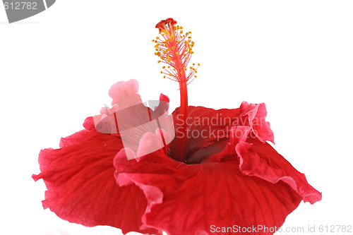Image of Tropical Hibiscus
