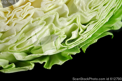 Image of Cabbage Background