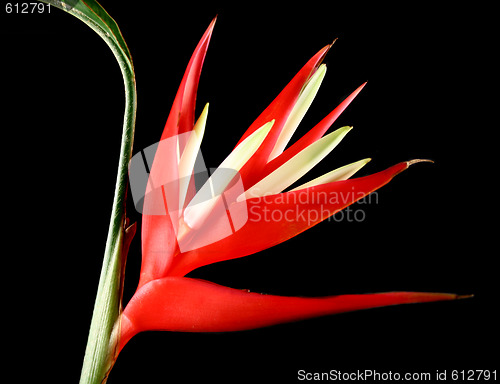 Image of Heliconia 4