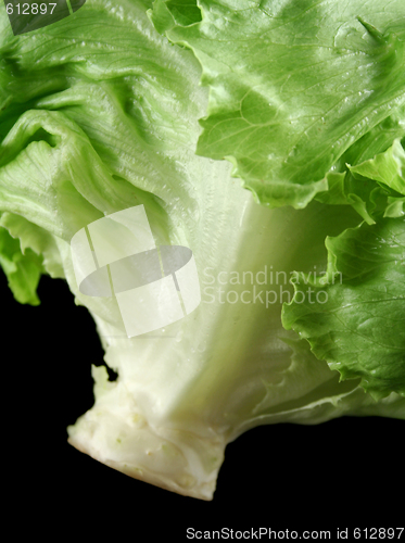 Image of Lettuce 2