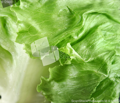 Image of Lettuce Background