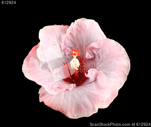 Image of Raindrops On Hibiscus