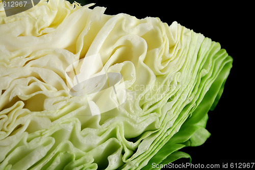 Image of Fresh Cabbage