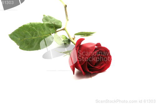Image of red rose I