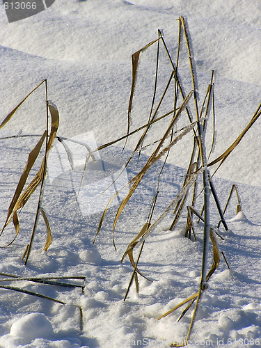 Image of Dry Grass