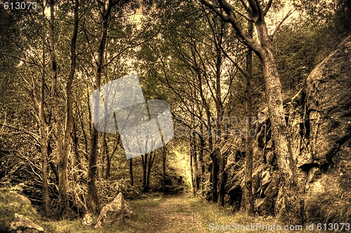 Image of Path in forrest HDR