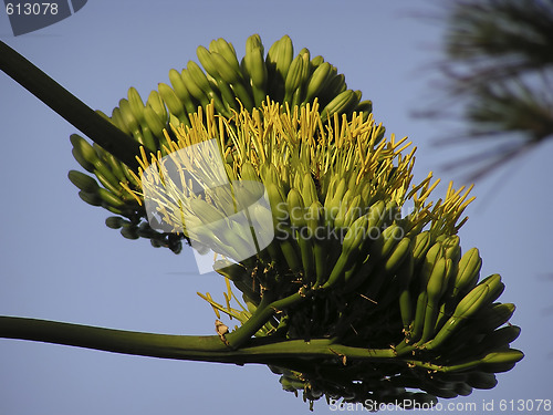 Image of Exotic Tree Flower