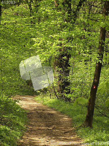 Image of Forest Road