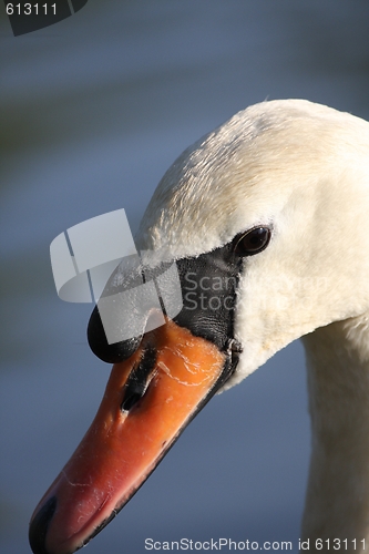 Image of swan
