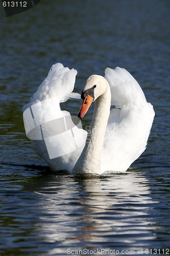 Image of swan