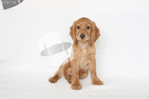 Image of English cocker spaniel puppy