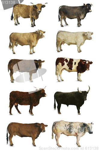 Image of cows, oxen and bulls