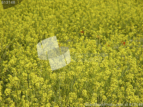 Image of Oil Seed Rape