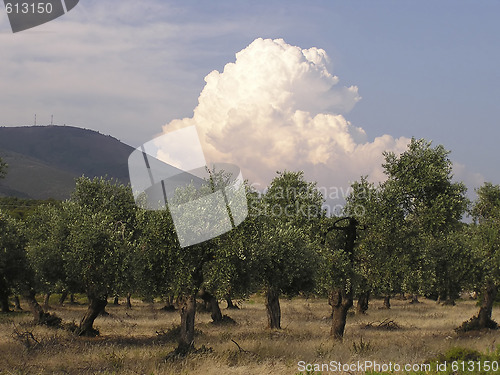 Image of Olive Trees