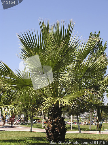 Image of Palm Tree