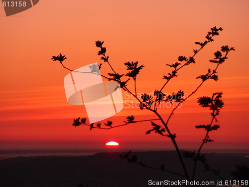 Image of sun spying on tree