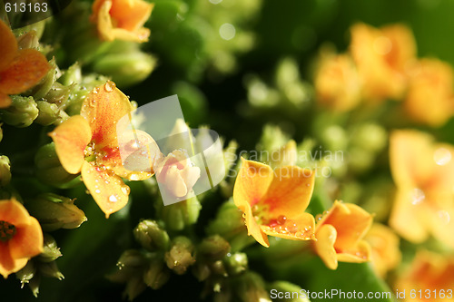 Image of Beautiful wild flower.