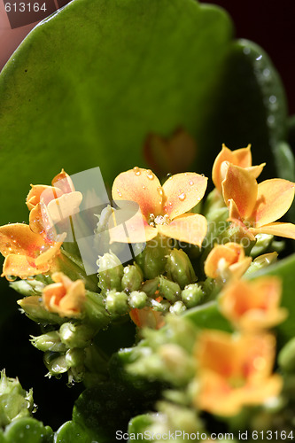 Image of Beautiful wild flower.