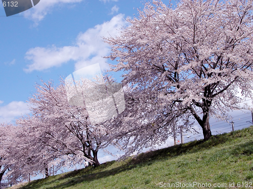 Image of   Cherry Trees