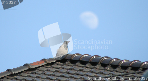 Image of moon watching crow