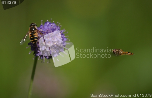 Image of Blue flower with insect