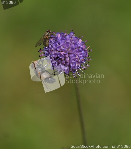Image of Blue flower with flies