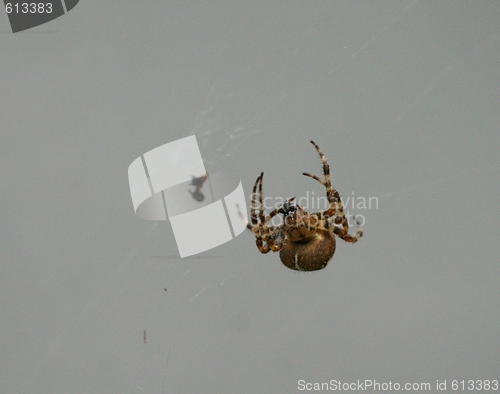 Image of Spider and fly