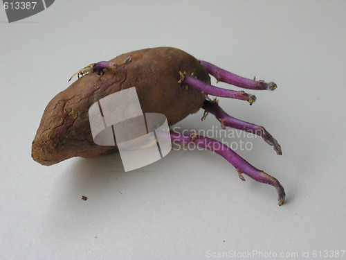 Image of Old potato