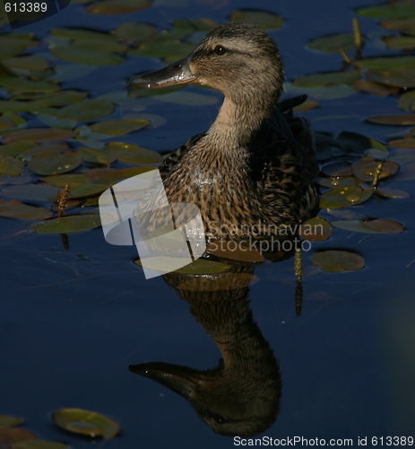 Image of Mallard