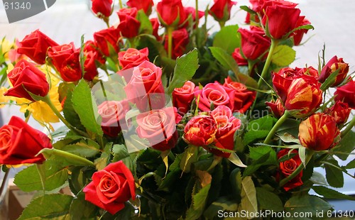 Image of Red roses