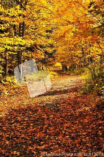 Image of Fall forest