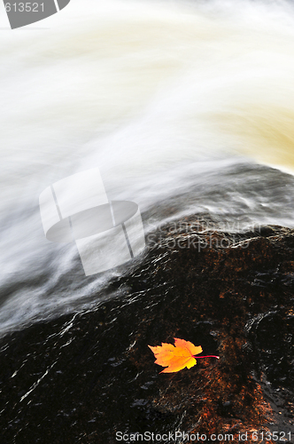 Image of Leaf floating in river