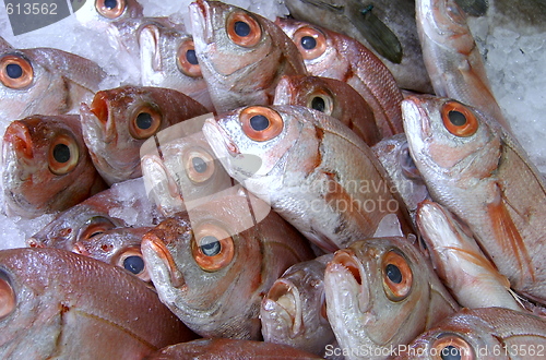 Image of red fish