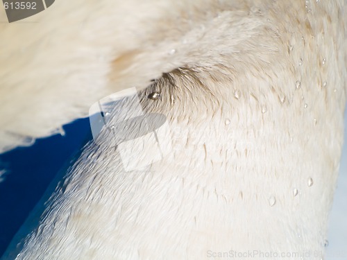 Image of Swan abstract