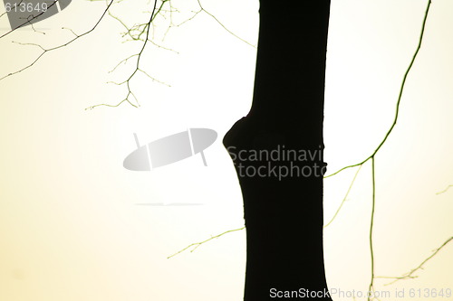 Image of tree in sunlight